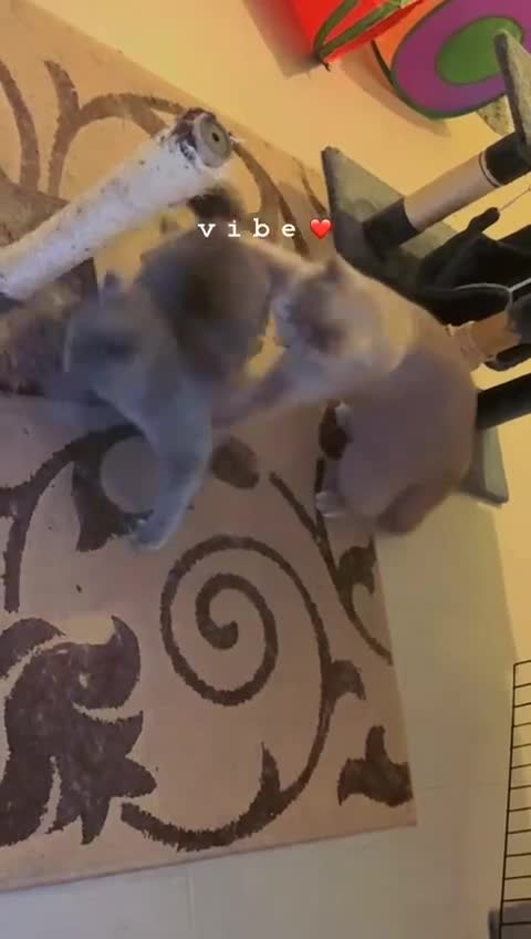 British Shorthair cats for sale: British shorthair Cats  - Video 3