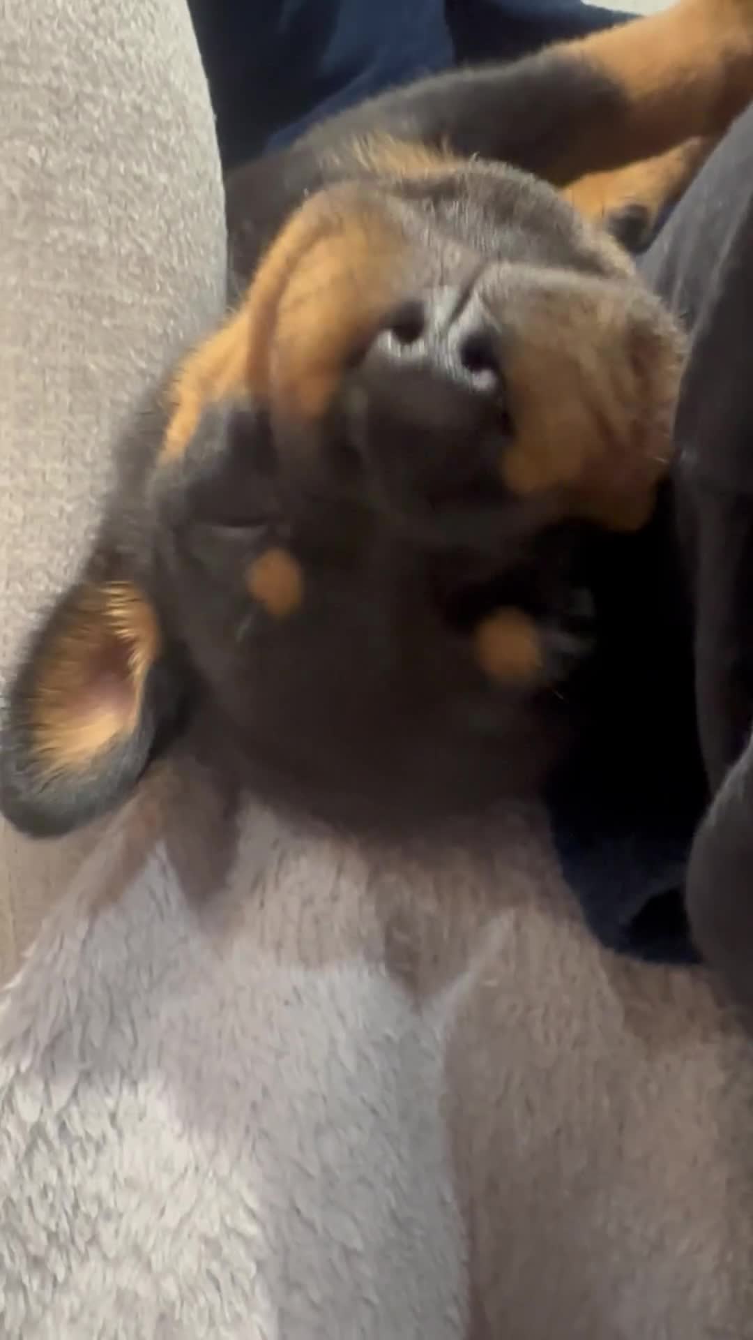 Rottweiler dogs for sale:  adorable Rottweiler puppy - Video 3