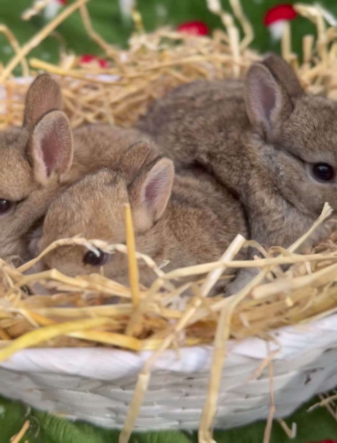 Mini Lion Lop rabbits for sale: Mini lion lop & netherland dwarfs  in Ashton-under-Lyne - Video 3