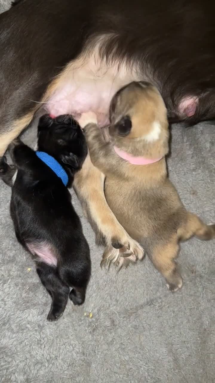 French Bulldog dogs for sale: Fluffy French bulldog pups - Video 1