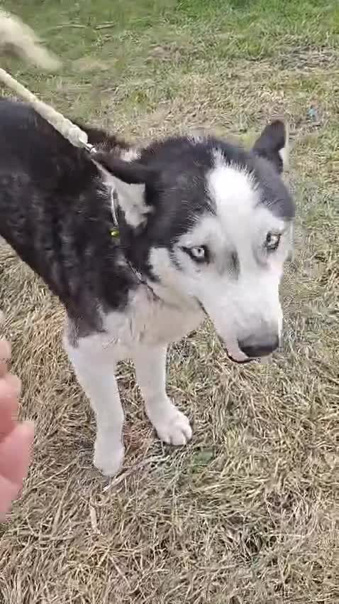 Siberian Husky dogs for adoption: 💙🐶 HASAN 🐶💙 - Video 2