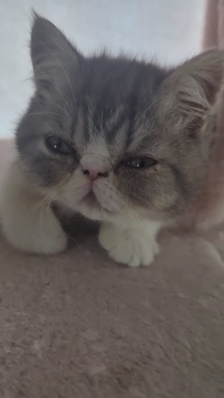 Exotic cats for sale: Beautiful Exotic Boy - Video 1