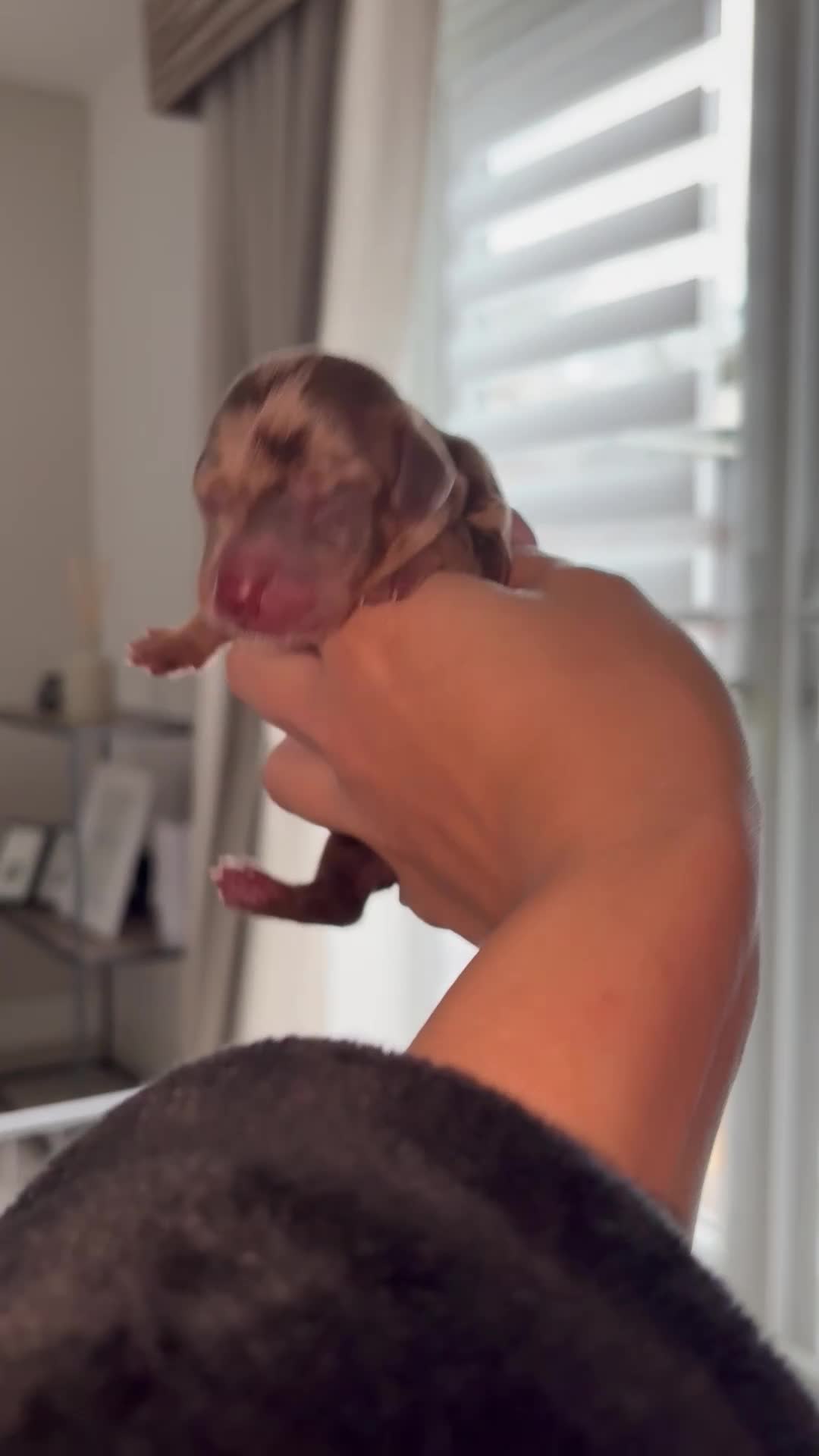 Dachshund dogs for sale: Choc/Tan/Merle Sausage Babies  - Video 3