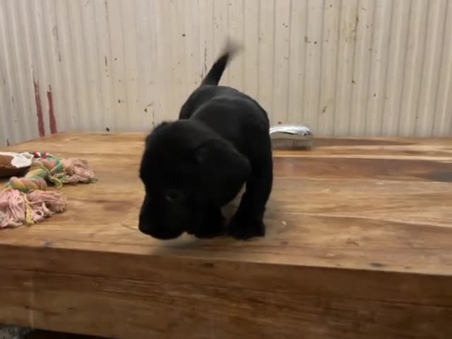 Mixed Breed dogs for sale: Spainel-Jack Boy - Video 1