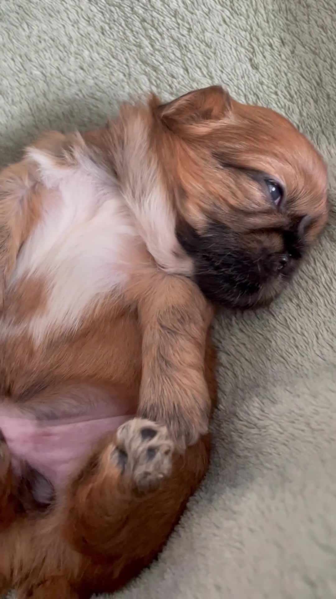 Shih Tzu dogs for sale: Adorable Imperial Shih Tzu Puppies - Video 2
