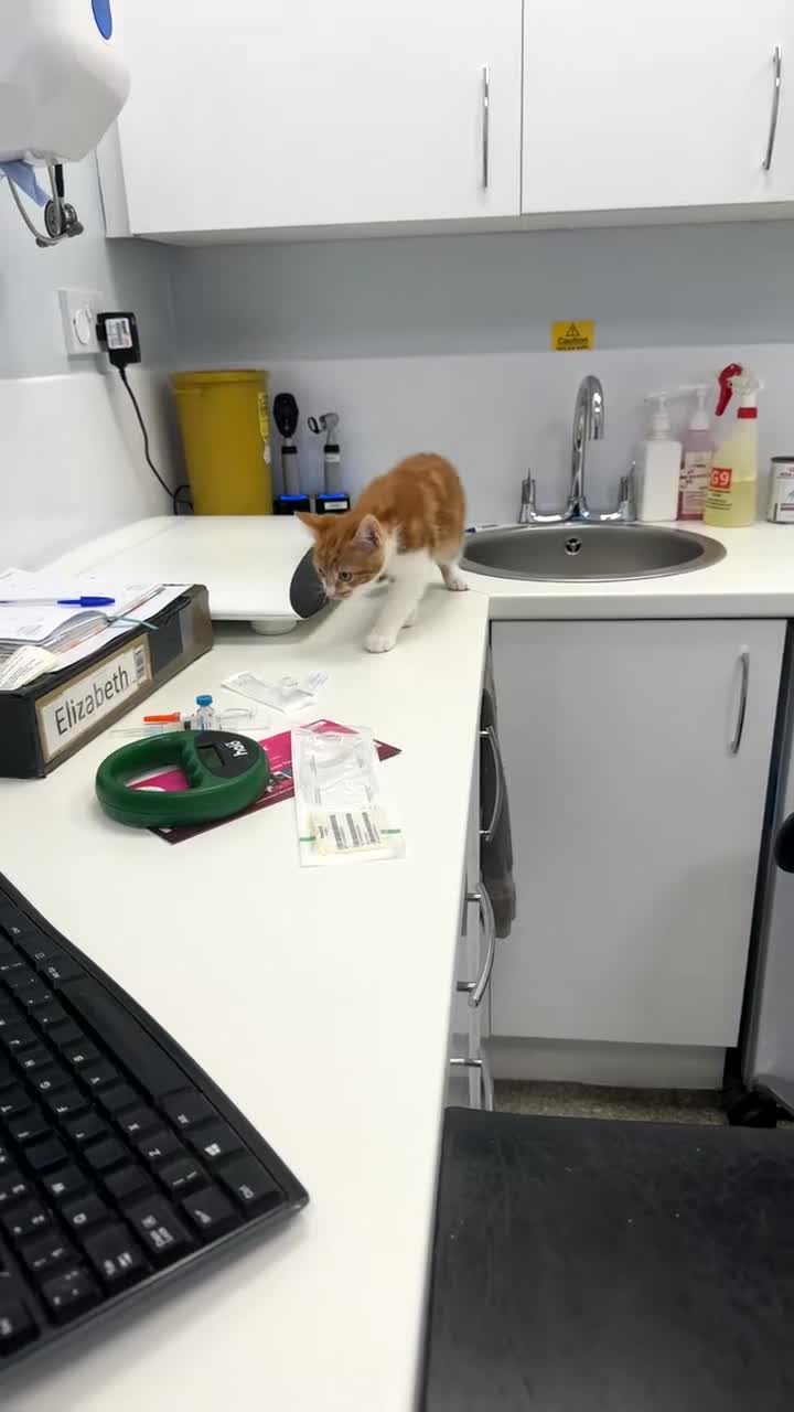 Mixed Breed cats for sale: White and ginger male kitten  - Video 1