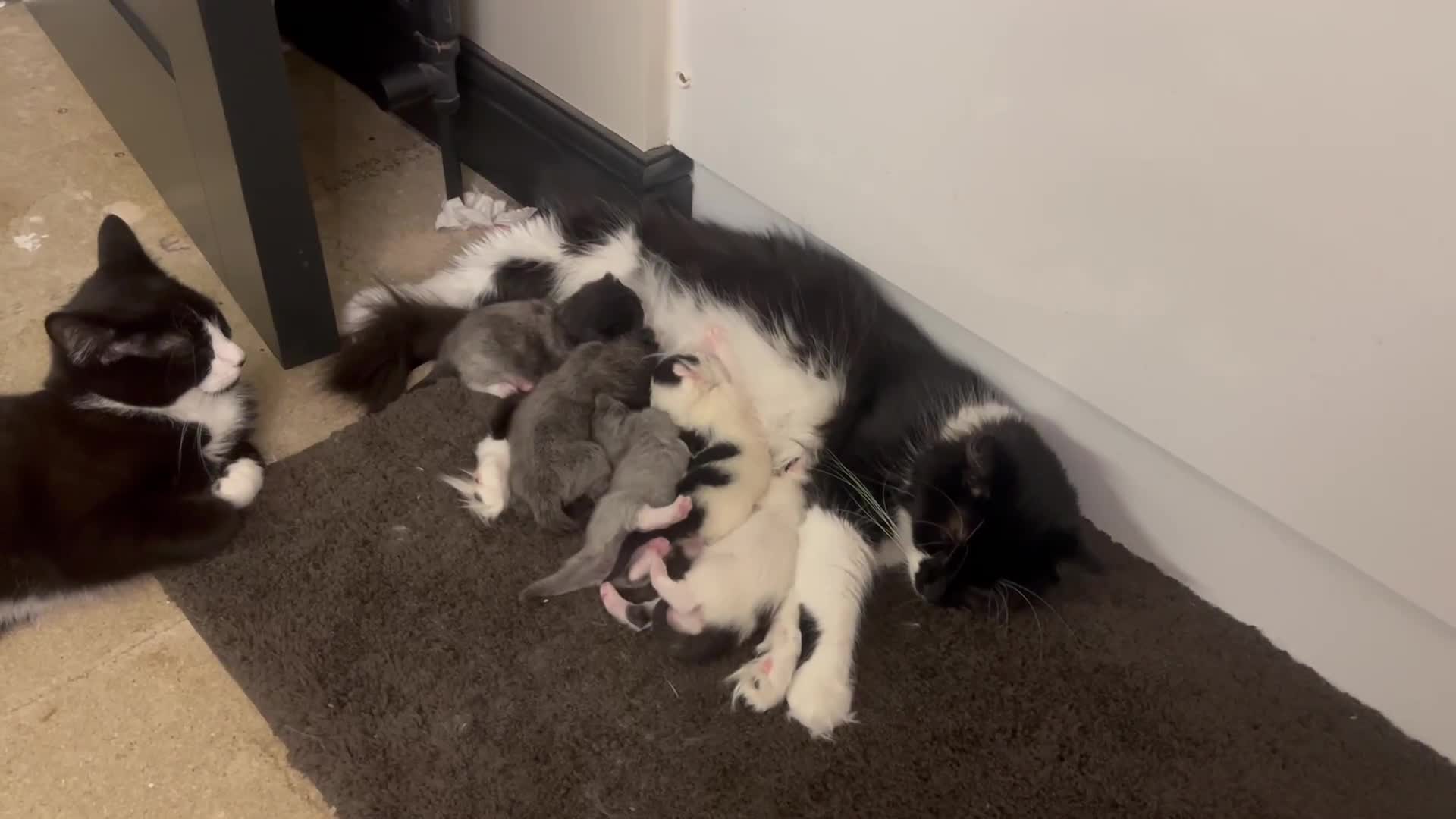 Mixed Breed cats for sale: Five stunning kittens ready to go! - Video 1