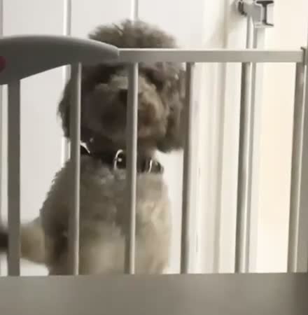 Toy Poodle dogs for sale: Adorable Loving Silver Toy Poodle for Sale in Burnham-on-Crouch - Video 1