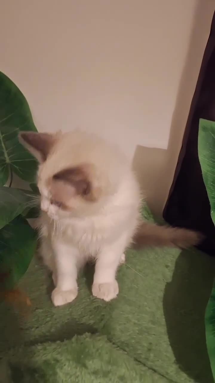 Ragdoll cats for sale: GCCF Gorgeous Pure Pedigree Ragdoll Kittens - Video 2