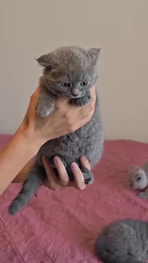 Scottish Fold cats for sale: 3 lovely Scotish Fold kittens  - Video 4