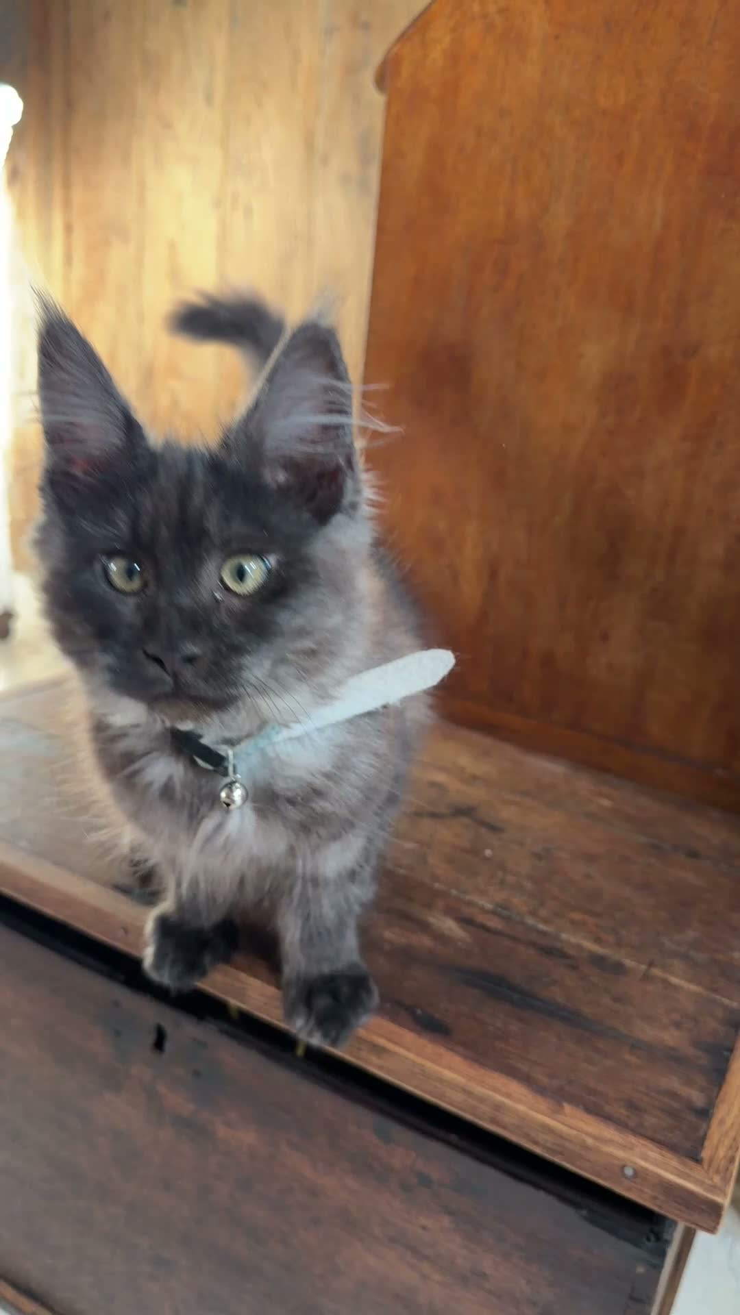 Maine Coon cats for sale: Stunning Black Smoke Boy Available Again - Video 1