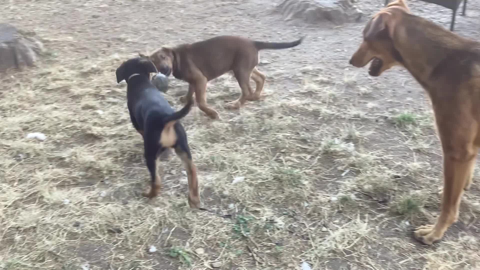 Belgian Shepherd Dog dogs for sale: Belgian Malinois X Dobermann - Video 1