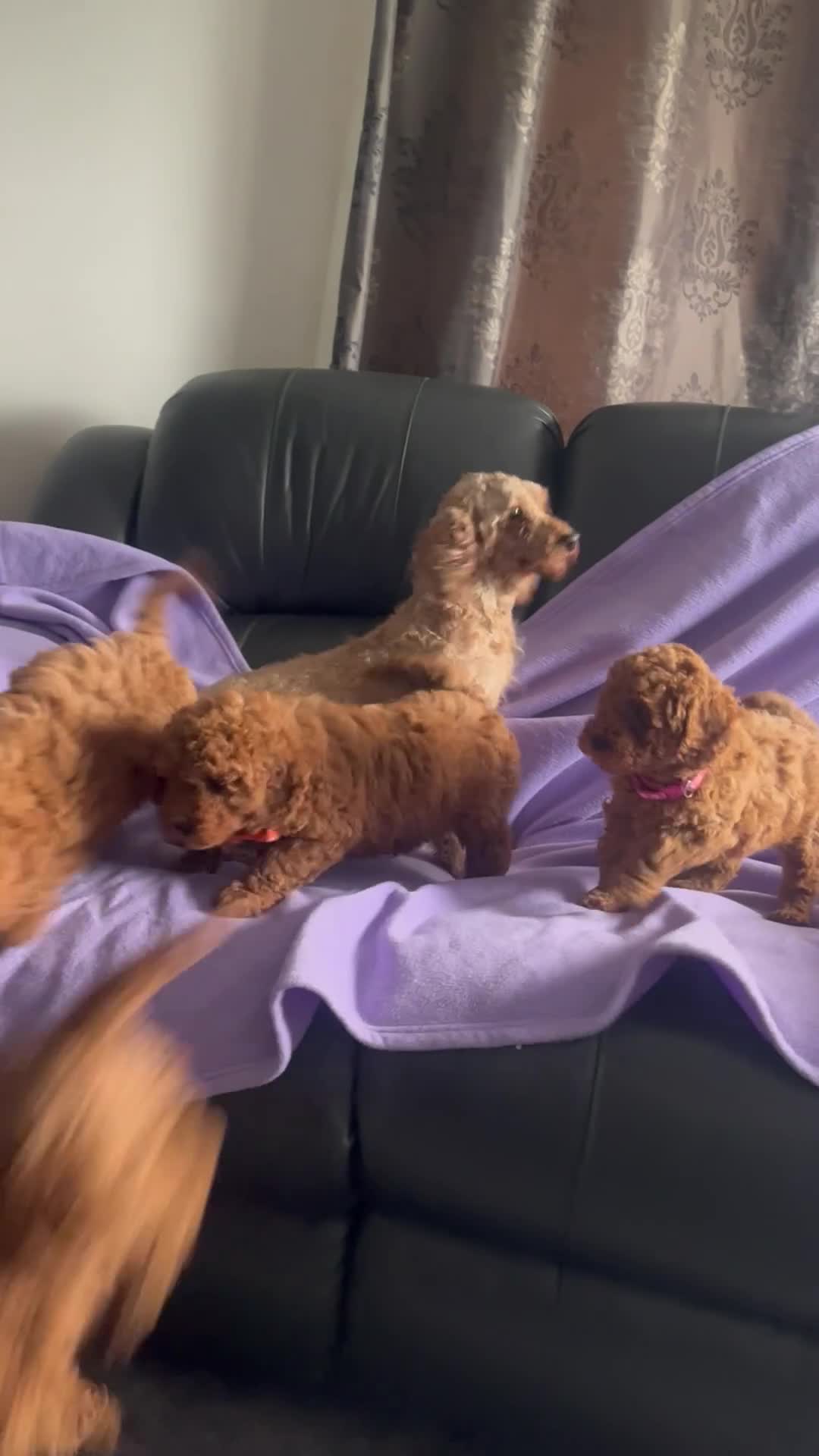 Toy Poodle dogs for sale: 4 red toy poodle pups  - Video 1