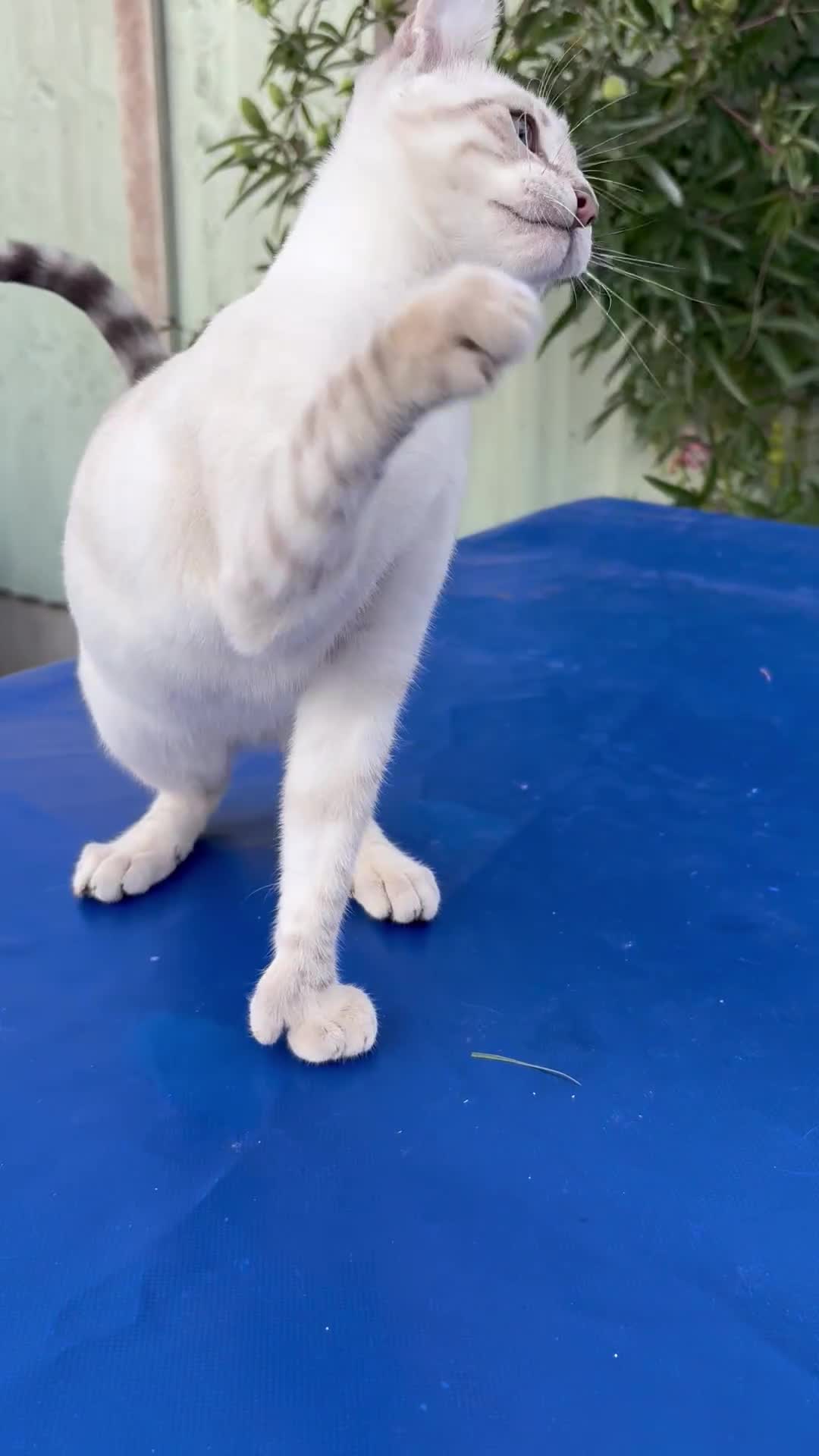 Savannah cats for sale: Superb polydactyl curled eared snow leopard  - Video 3