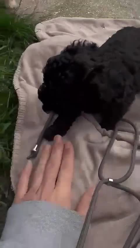 Toy Poodle dogs for sale: Toy Poodle (1boy & 1girl left to find their home) - Video 5