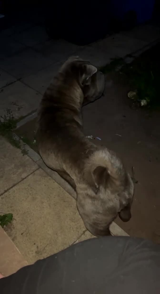 Shar Pei dogs for sale: Mika Female Shar Pei Age 4  - Video 2