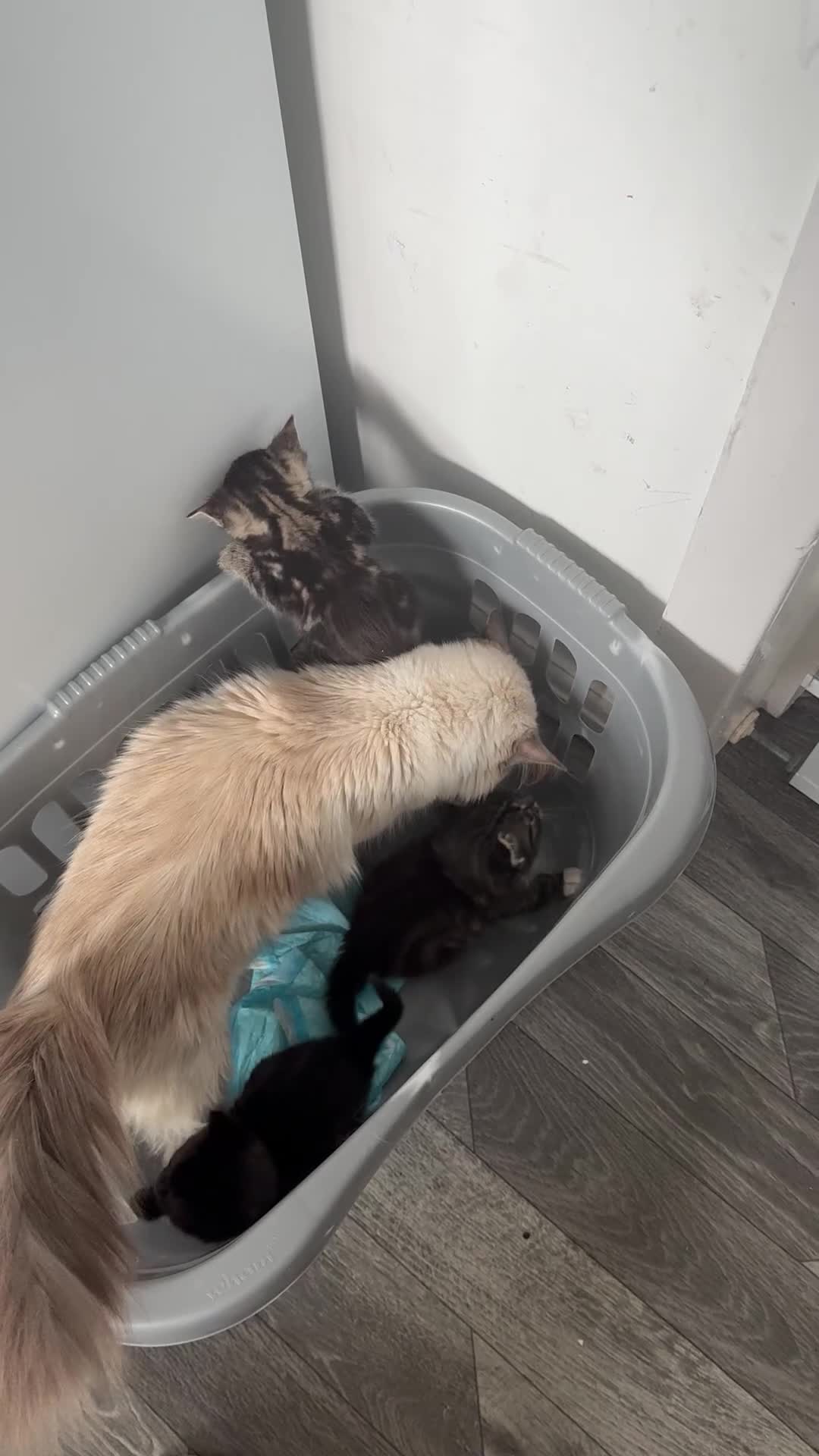 Ragdoll cats for sale: Ragdoll X Tabby kittens  - Video 1