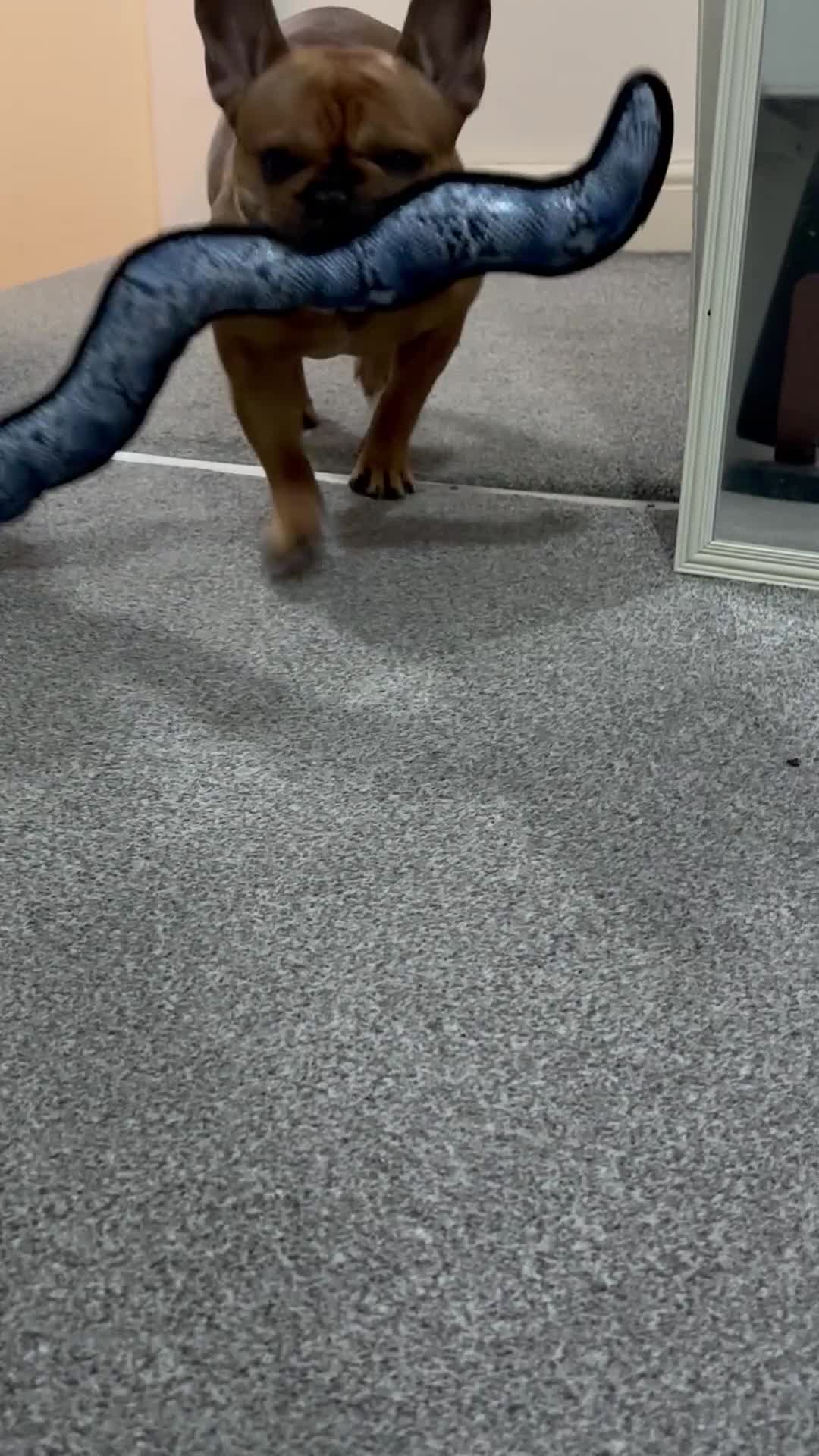 French Bulldog dogs for sale: lupo the french bulldog  - Video 3