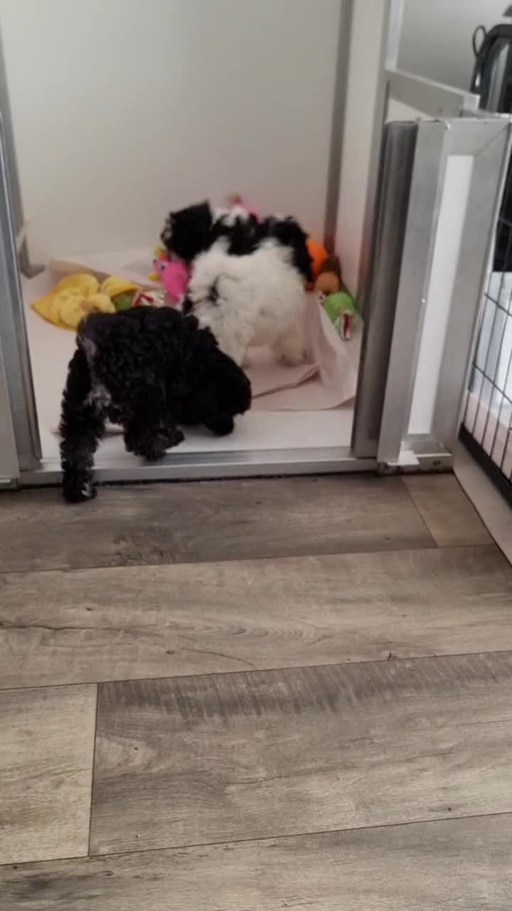 Cockapoo dogs for sale: Fully Vaccinated Best Friend Sofa Companions 🥰   - Video 1