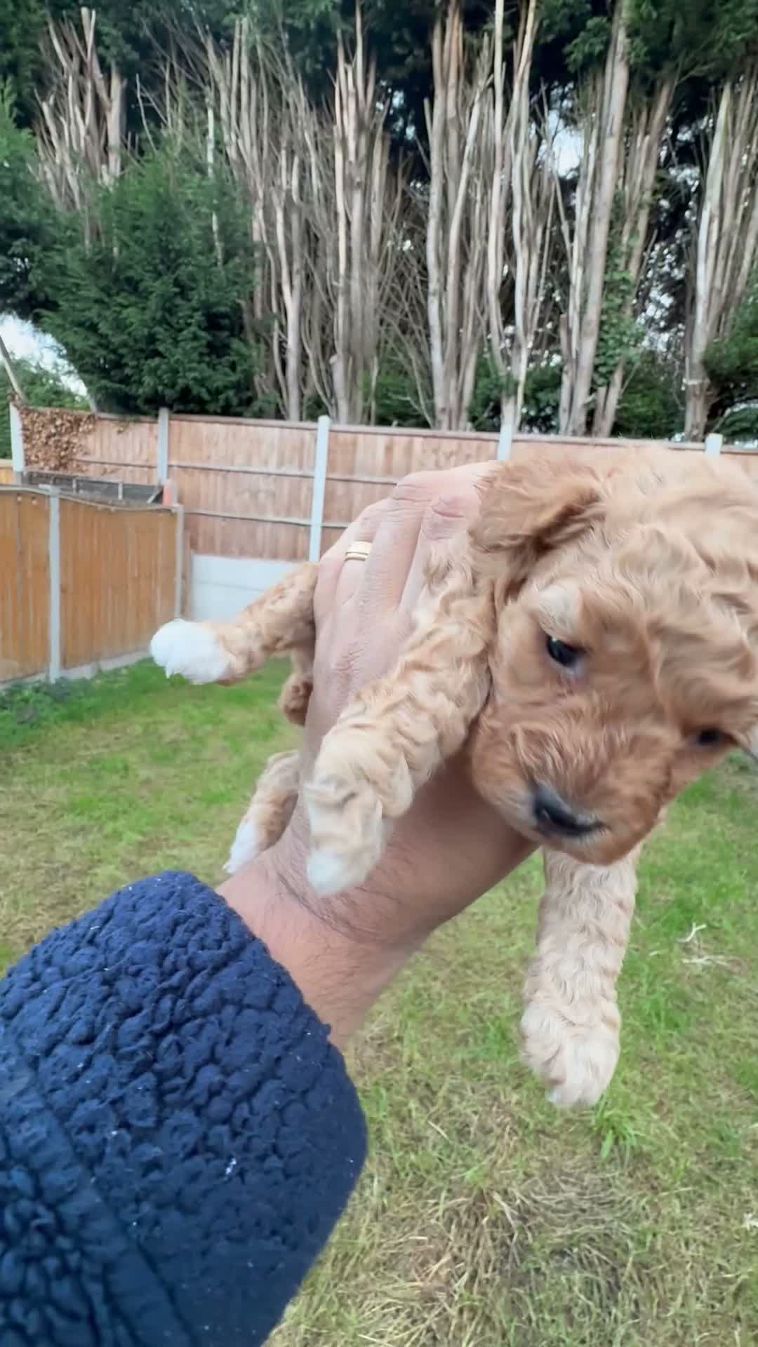 Maltipoo dogs for sale: 🐾 Beautiful Maltipoo Puppies – Two Boys Available - Video 2