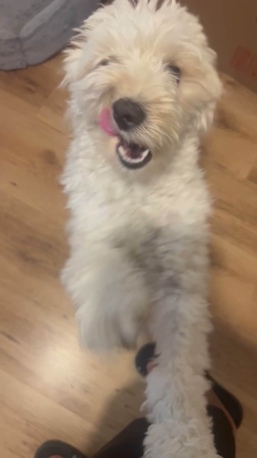 Mixed Breed dogs for sale: Polly in Sittingbourne - Video 1