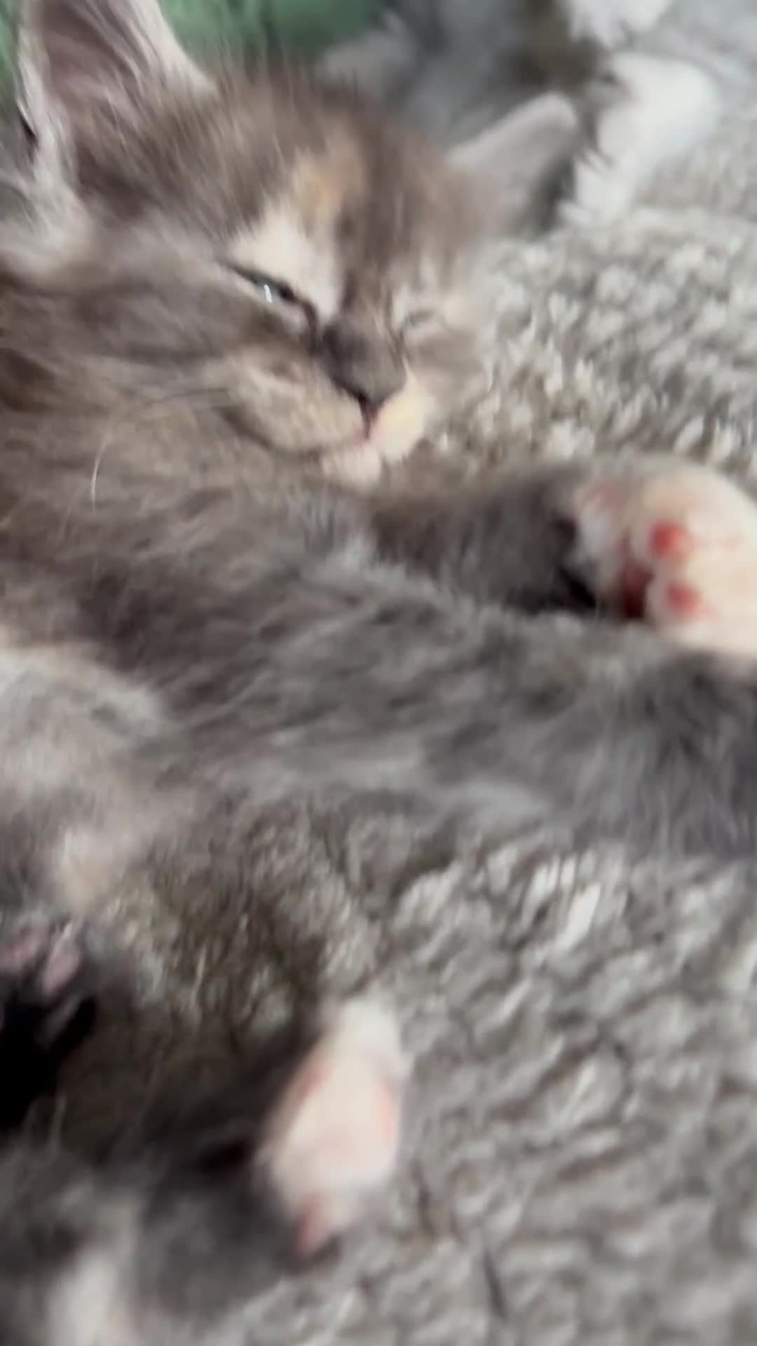 Maine Coon cats for sale: Tica registered Maine Coons from champion lines  - Video 1
