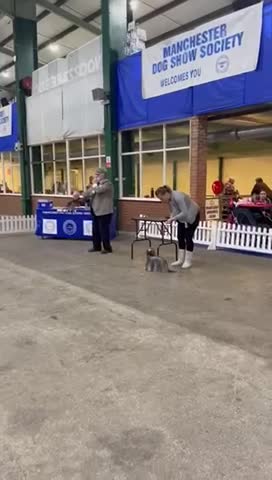 Yorkshire Terrier dogs for stud: Stunning UK champion small stud dog DNA tested in Rotherham - Video 1