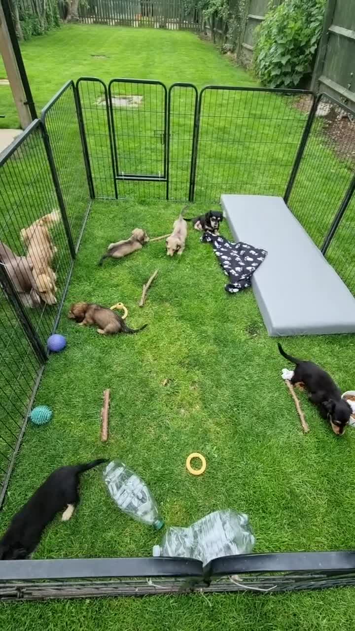 Miniature Dachshund dogs for sale: 🌟KC reg.Miniature LH Dachshund Puppies 🌟  - Video 1