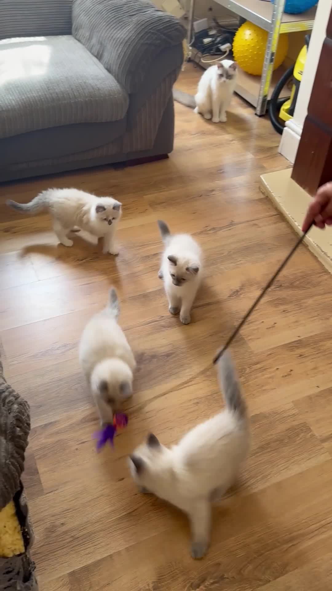 Ragdoll cats for sale: Ragdolls kittens ready to leave‼️ - Video 1