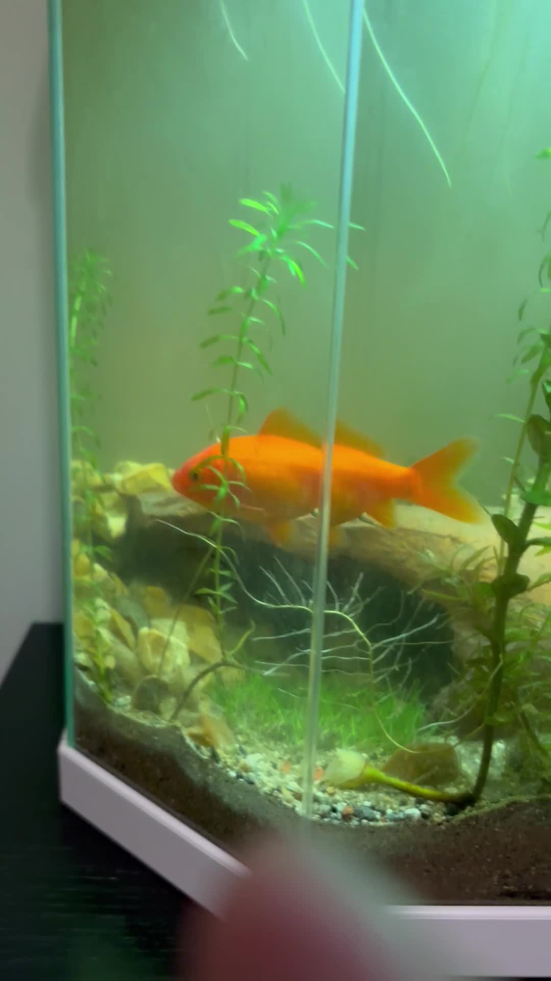 Goldfish fish for sale: Goldfish Free to good home  - Video 1