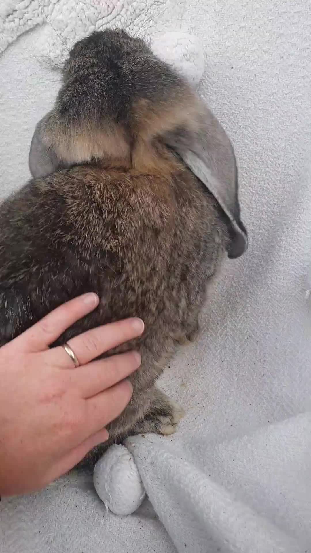 French Lop rabbits for sale: Vaccinated Giant French Lops - Video 2