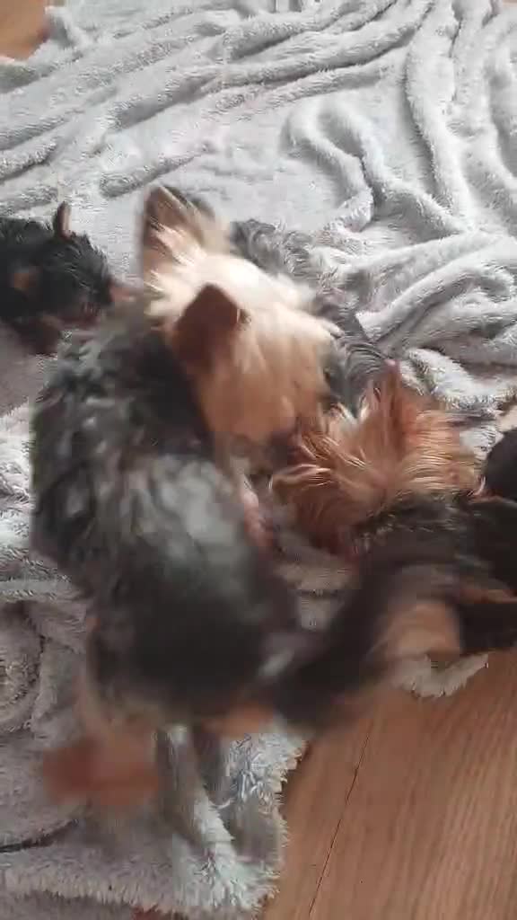 Yorkshire Terrier dogs for sale: Two K.C Yorkshire terrier boys champion bloodlines - Video 2