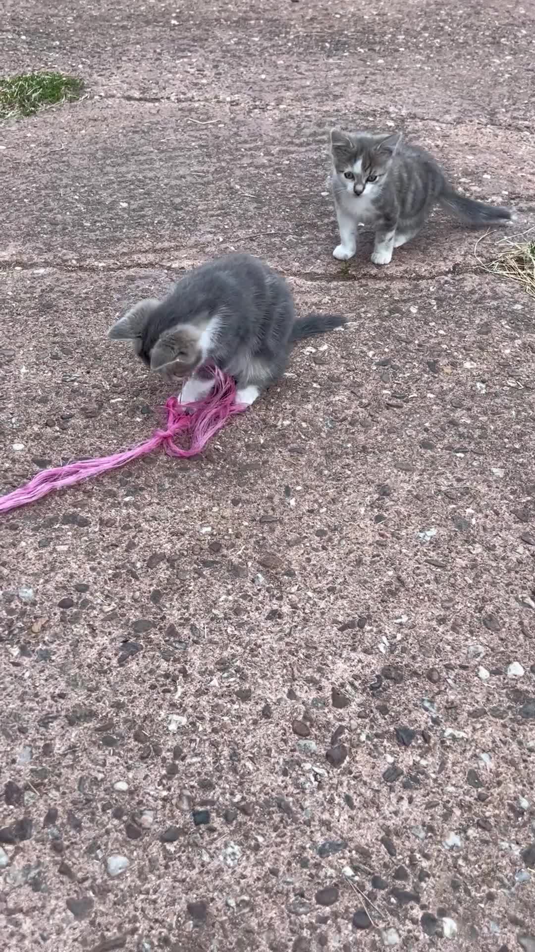Mixed Breed cats for sale: 2 Grey Male Kittens for sale. Ready now - Video 1