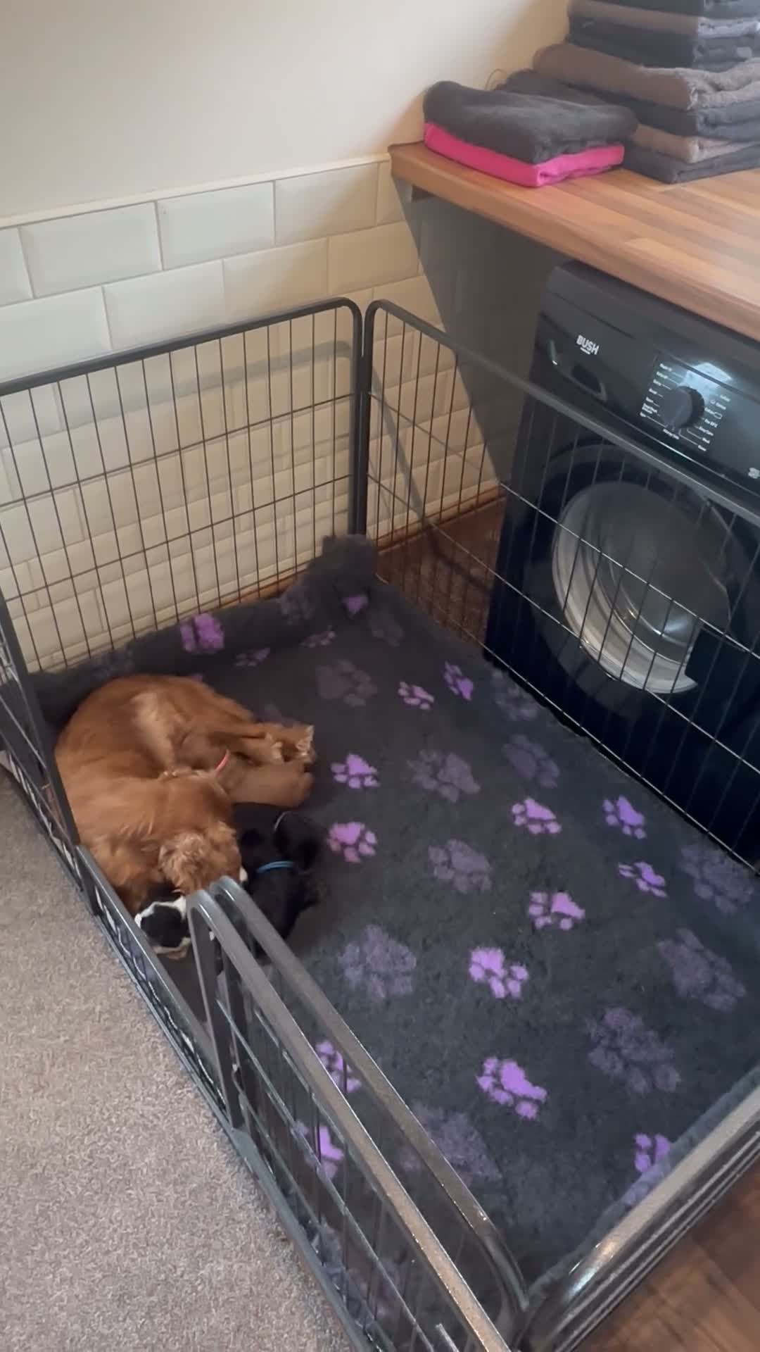 Cavalier King Charles Spaniel dogs for sale: * KC Reg Health Tested Puppies *  - Video 1