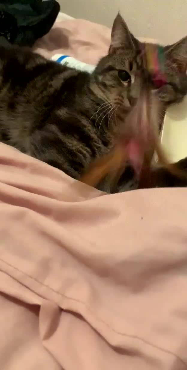 Domestic Shorthair cats for sale: 🐾 Loving Home for Milo🐾 (w automatic litterbox)  - Video 1