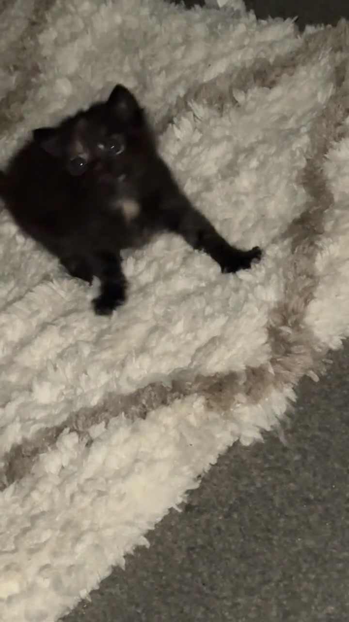 British Shorthair cats for sale: 5 beautiful kittens  - Video 1