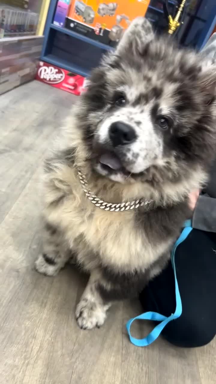 Chow Chow dogs for sale: 5 month old male chow chow  - Video 2