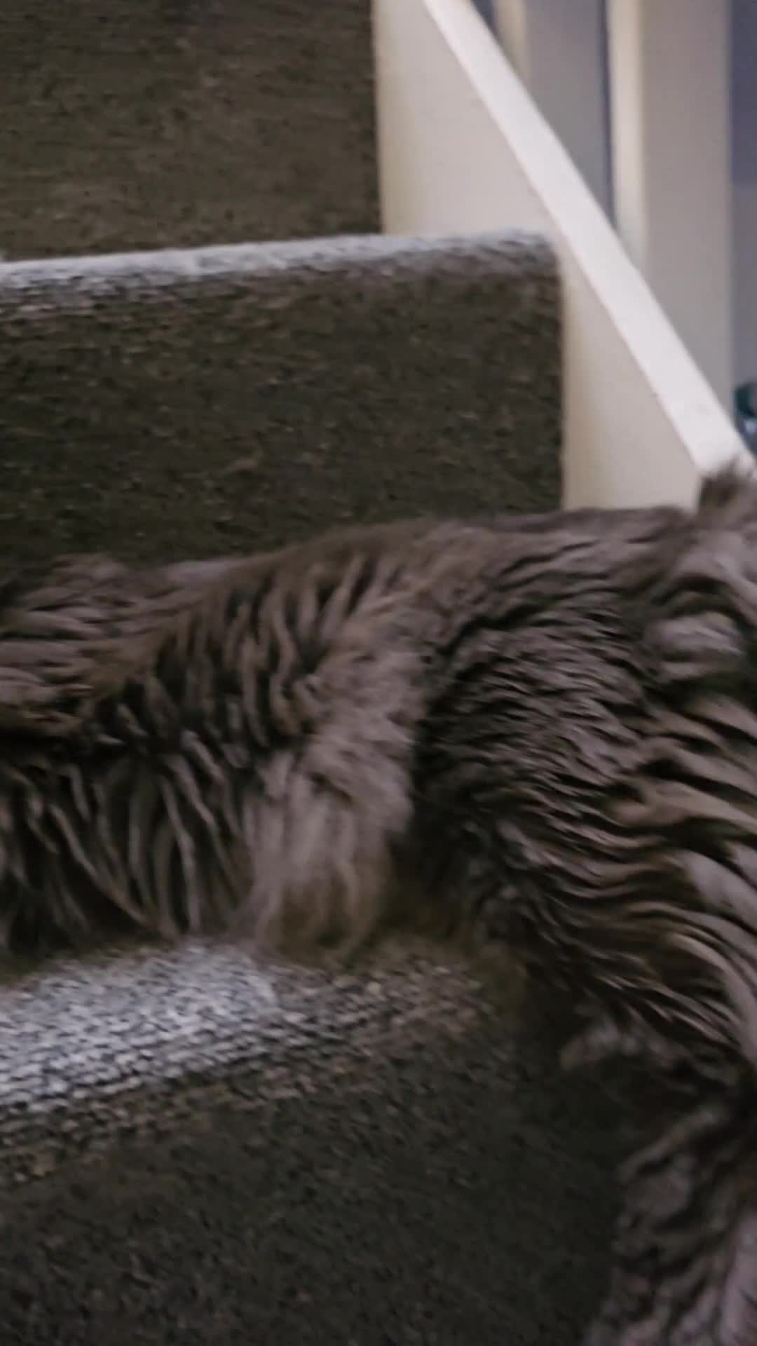 Maine Coon cats for sale: Maine coon  - Video 2