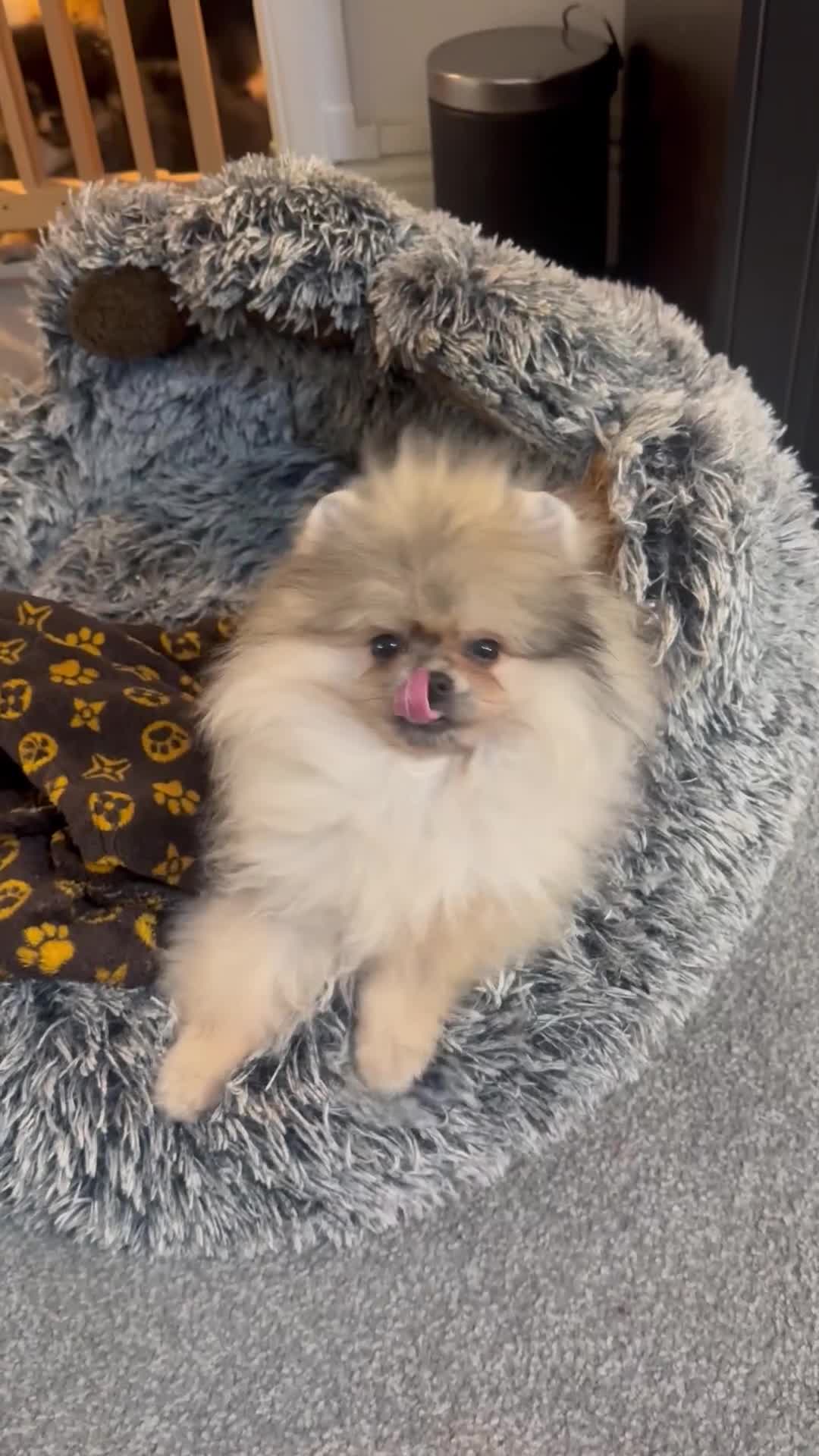 Pomeranian dogs for sale: Beautiful teddy girl🌸💖 - Video 1