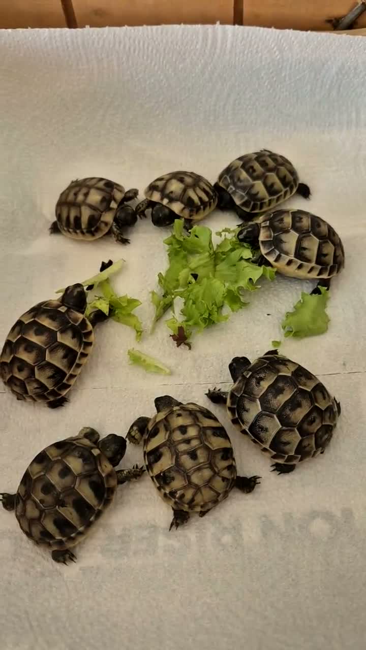 Tortoise reptiles for sale: Spurthied hatchlings  - Video 1