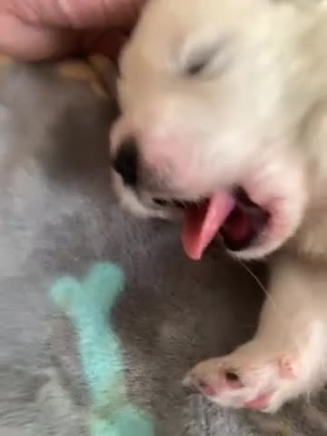 Samoyed dogs for sale: Samoyed puppys - Video 2