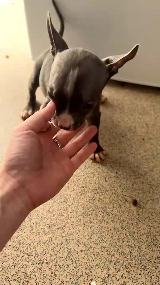 Mixed Breed dogs for sale: American bully x American bull staff 💙💕 - Video 1