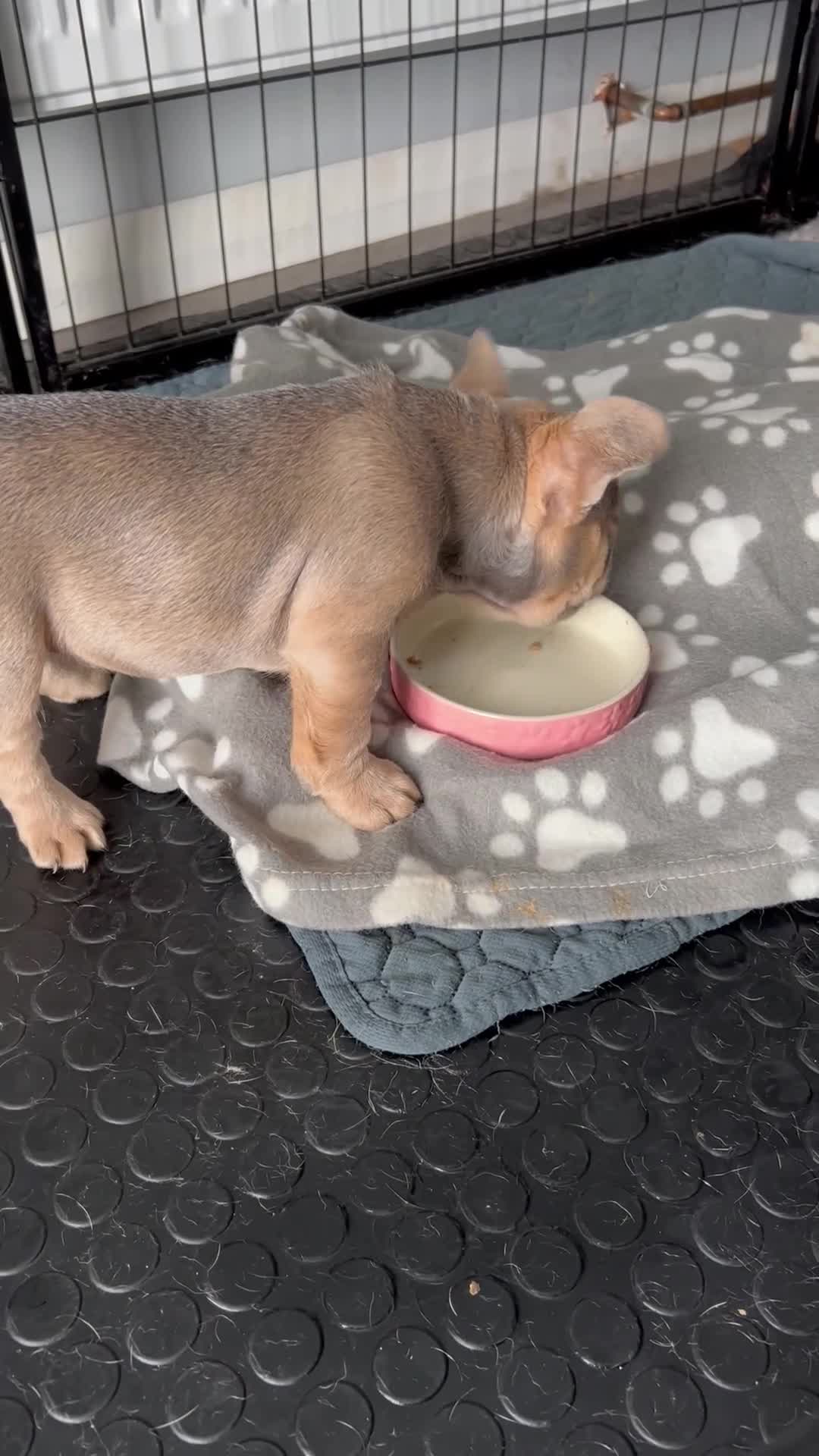 French Bulldog dogs for sale: Stunning female French bulldog puppy  - Video 1