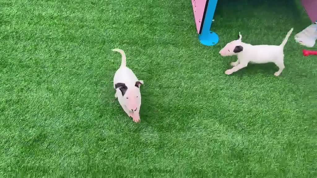 English Bull Terrier dogs for sale: Stunning English bull terrier puppies for sale  - Video 1