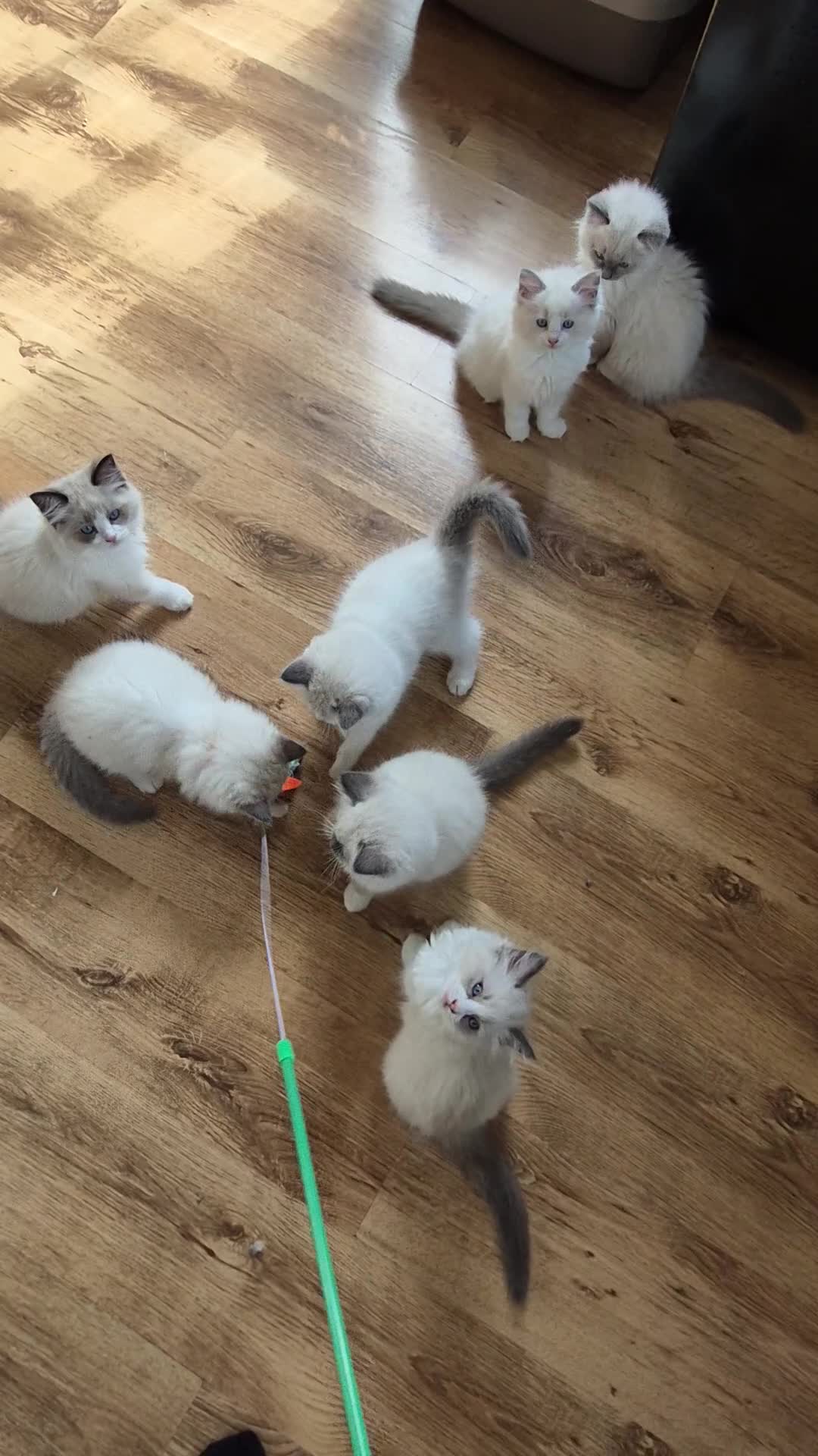 Ragdoll cats for sale: Ragdoll kittens GCCF regsitered - Video 1