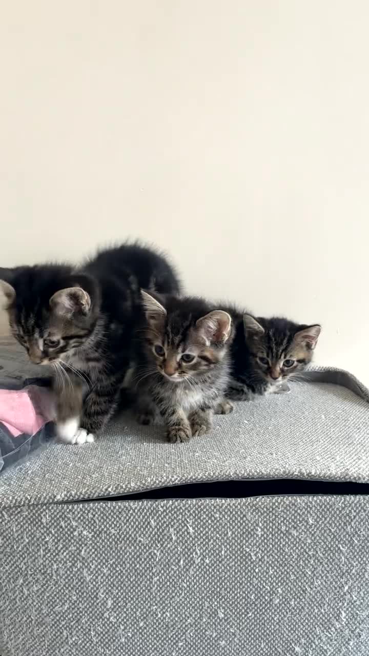 Mixed Breed cats for sale: Mixed Norwegian Forest kittens - Video 1