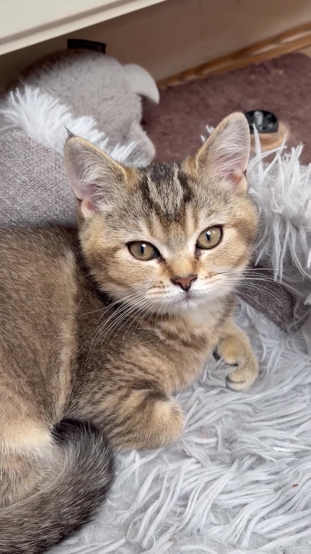 British Shorthair cats for sale: Pure Pedigree Golden Tabby NY21 British Shorthair - Video 1