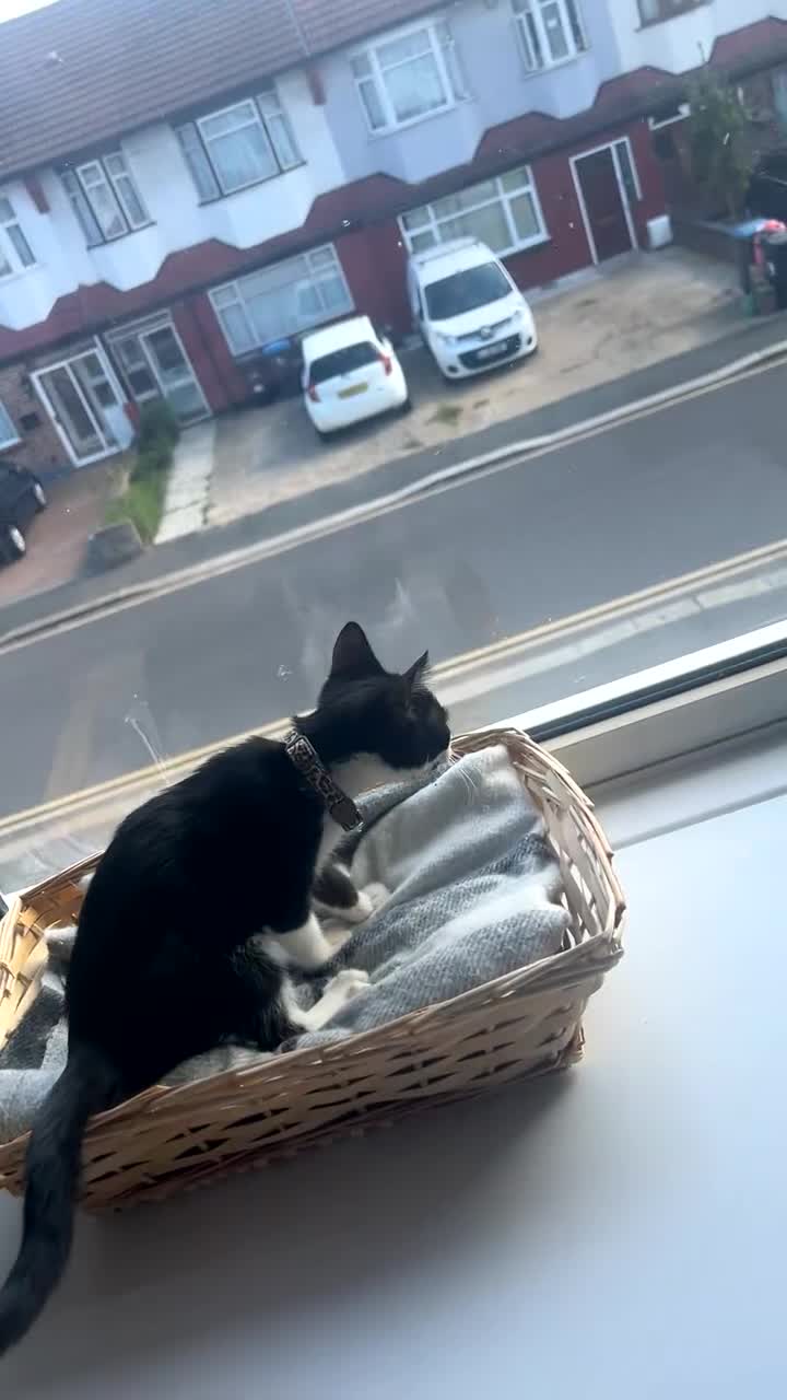 Aegean cats for sale: Kitten for sale need gone ASAP  - Video 3