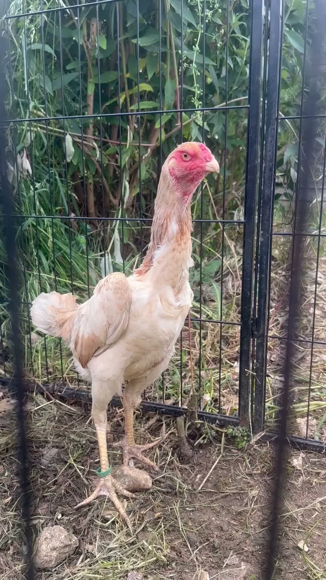 Chickens poultry for sale: Mixed O Shamo birds in Bungay - Video 1