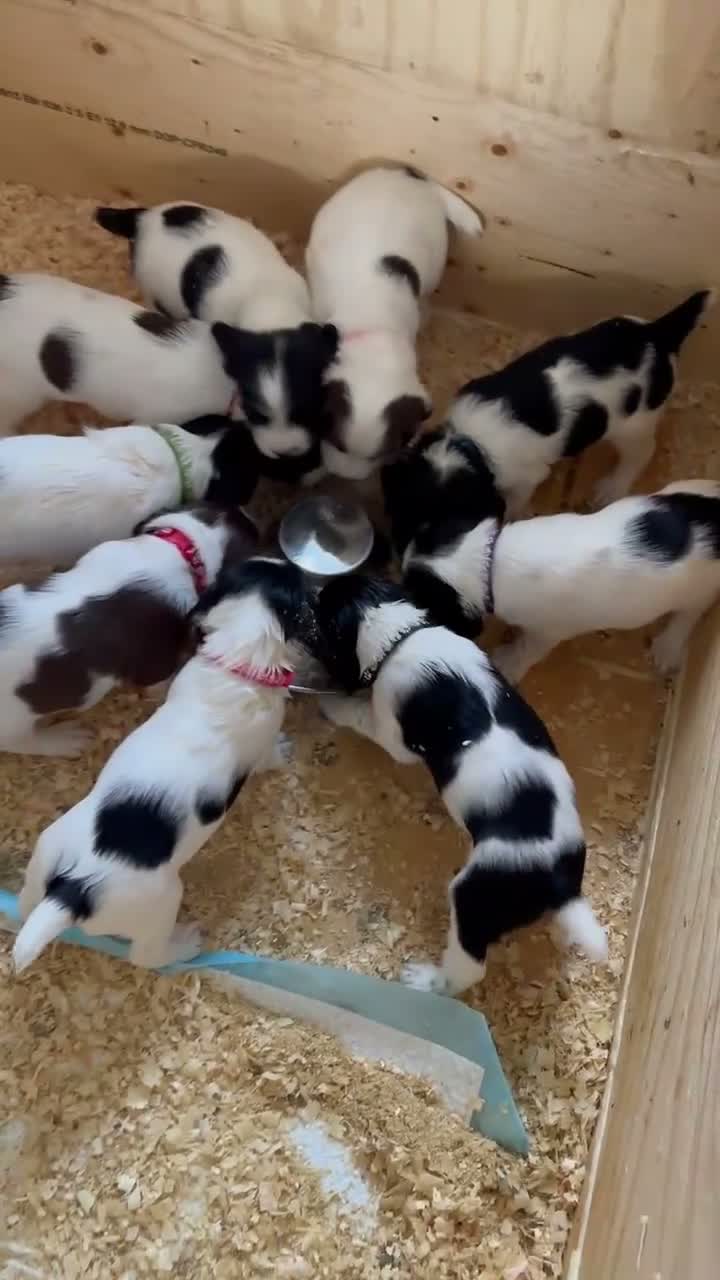 English Springer Spaniel dogs for sale: KC FTCH Springer Spaniels - Video 1